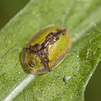 picture of Tortoise Beetle, Cassida vibex