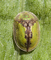 picture of Tortoise Beetle, Cassida vibex