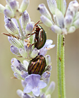 foto van Rozemarijngoudhaantje, Chrysolina americana