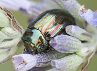 foto van Rozemarijngoudhaantje, Chrysolina americana