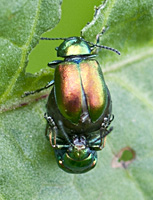 foto van Grote goudhaan, Chrysolina graminis