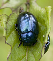 foto van Veelkleurig hertshooigoudhaantje / Veelkleurig goudhaantje, Chrysolina varians