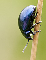 foto van Veelkleurig hertshooigoudhaantje / Veelkleurig goudhaantje, Chrysolina varians