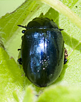 foto van Veelkleurig hertshooigoudhaantje / Veelkleurig goudhaantje, Chrysolina varians