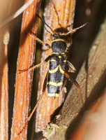 foto van Kleine Wespenboktor, Clytus arietis