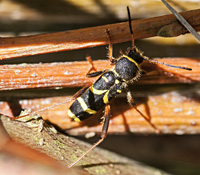 foto van Kleine Wespenboktor, Clytus arietis