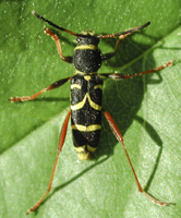 picture of Wasp Beetle, Clytus arietis