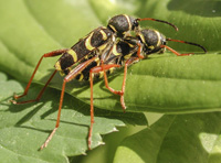 foto van Kleine Wespenboktor, Clytus arietis