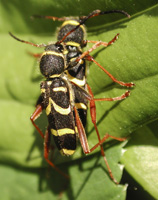 foto van Kleine Wespenboktor, Clytus arietis