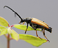 picture of Red Longhorn Beetle, Corymbia rubra / Stictoleptura rubra