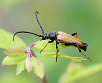 photograph Corymbia rubra male