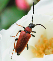 picture of Red Longhorn Beetle, Corymbia rubra / Stictoleptura rubra