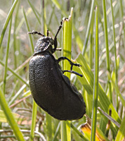 picture of Galeruca tanaceti, Galeruca tanaceti