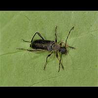 picture of , Grammoptera ruficornis