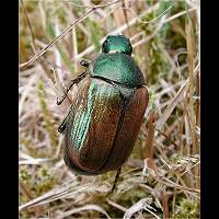 Margined Vine Chafer