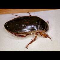 photo of beetle Water Tiger / Dytiscus marginalis