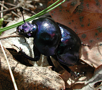 photograph of Geotrupes stercorarius