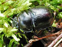 foto van Geotrupes stercorarius