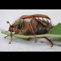 photo 10 of May Bug (melolontha melolontha) in close-up