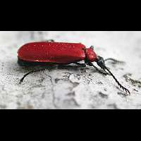 Black-headed Cardinal Beetle