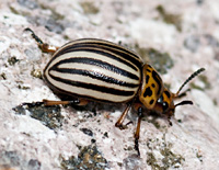 picture of Colorado Potato Beetle, Leptinotarsa decemlineata