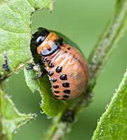 foto van Coloradokever, Leptinotarsa decemlineata