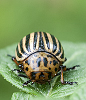 picture of Colorado Potato Beetle, Leptinotarsa decemlineata