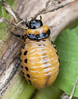 foto van Coloradokever, Leptinotarsa decemlineata