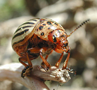 picture of Colorado Potato Beetle, Leptinotarsa decemlineata