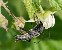 picture of , Leptura aethiops