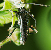 foto van  Leptura aethiops