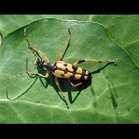 foto van Gevlekte Smalbok, Leptura maculata