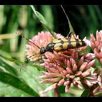 foto van Gevlekte Smalbok, Leptura maculata