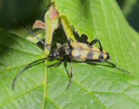 foto van Gevlekte smalboktor of Vierbandsmalbok, Leptura quadrifasciata