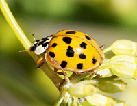 Harmonia axyridis