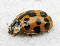 Harmonia axyridis