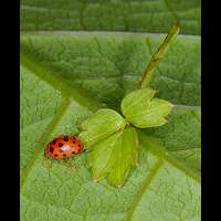 Subcoccinella vigintiduopunctata