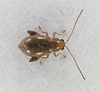 foto van Longitarsus soort, Longitarsus sp.