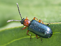 foto van Grasgoudhaantje, Oulema melanopus