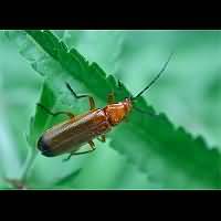 foto van Kleine Rode Weekschildkever(Rhagonycha fulva)