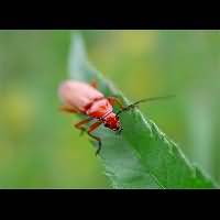 photograph of Soldier Beetle (Rhagonycha fulva)