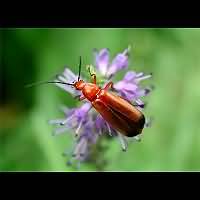 foto van Kleine Rode Weekschildkever(Rhagonycha fulva)