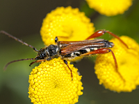 foto van Smalvleugelige Bok, Stenopterus rufus