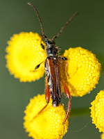 foto van Smalvleugelige Bok, Stenopterus rufus