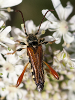 foto van Smalvleugelige Bok, Stenopterus rufus