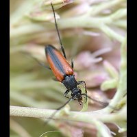 picture of , Stenurella melanura