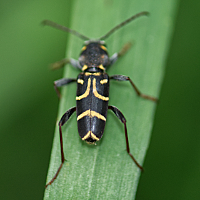 foto van , Xylotrechus antilope