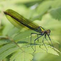 foto Calopteryx splendens