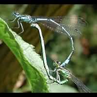 foto Coenagrion puella