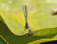 foto van Kleine roodoogjuffer, Erythromma viridulum